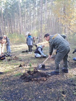 Посадка молодого кедрового леса в Челябинском городском бору