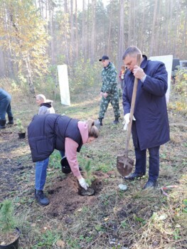 Посадка молодого кедрового леса в Челябинском городском бору