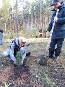 Посадка молодого кедрового леса в Челябинском городском бору